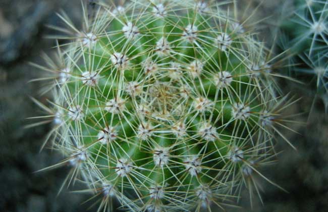 仙人球怎么养长得快?