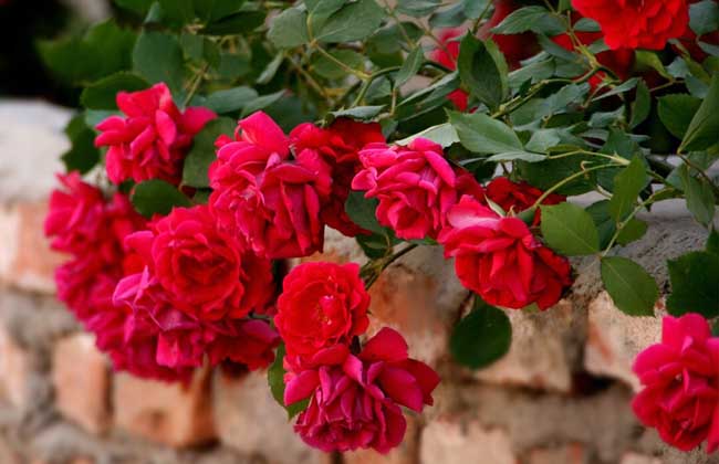 藤本月季哪个品种好?