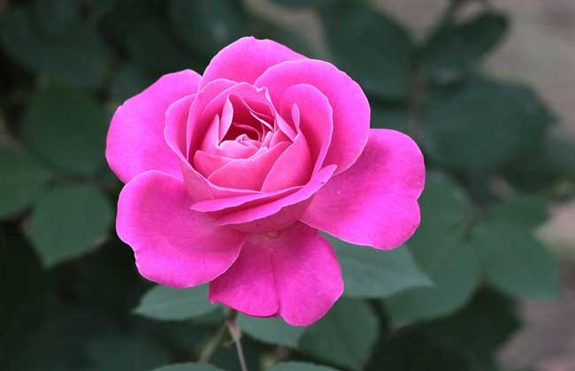 什么树可以嫁接月季?