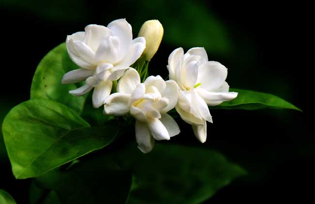 茉莉花适合放在室内吗?