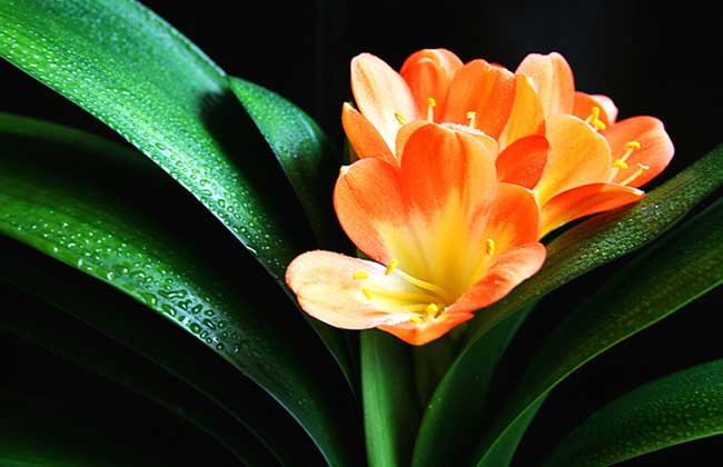 君子兰用什么叶面肥?