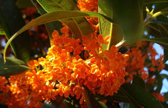 桂花树叶子干枯怎么办?