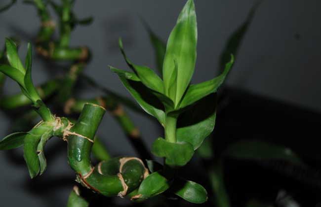 富贵竹几天换一次水?