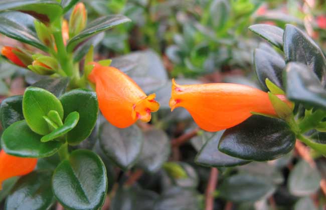 金鱼吊兰什么时候开花?