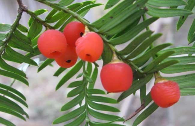 红豆杉有种子吗?