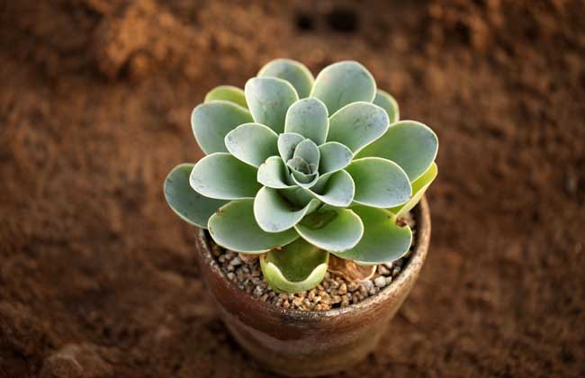 多肉植物盆景怎么制作?