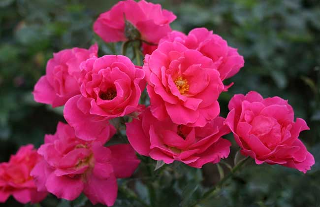 丰花月季品种有哪些?