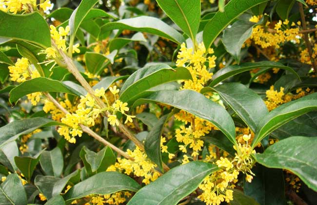 桂花怎么养才长得好?