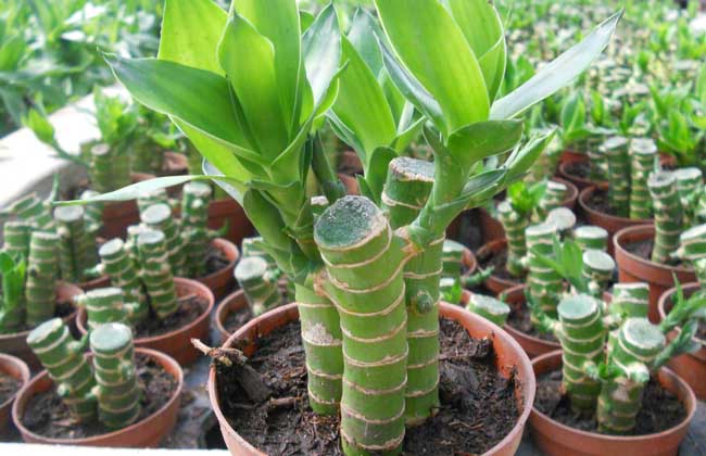 富贵竹怎么养容易长根?