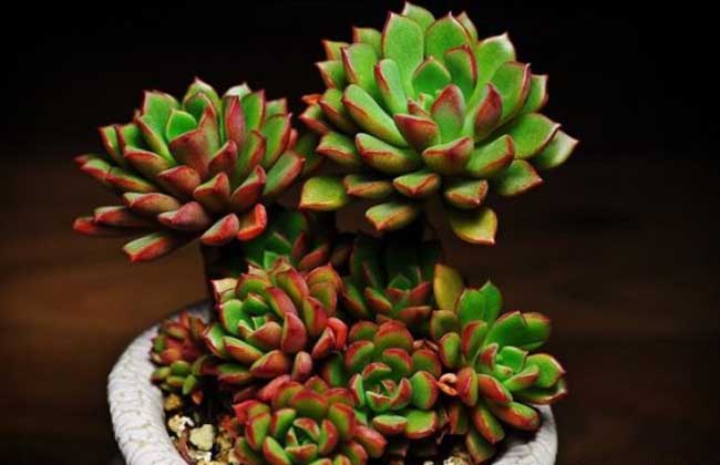 多肉植物能晒太阳吗?