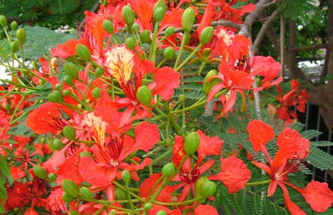 凤凰木什么时候开花?