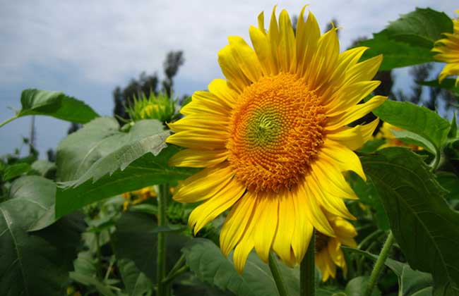 观赏向日葵怎么种？