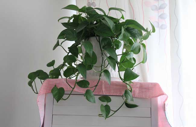 绿萝叶面肥怎么做?