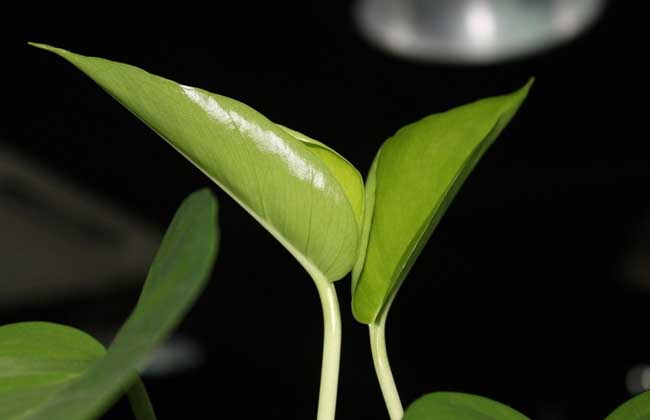 绿萝怎么移植才好?