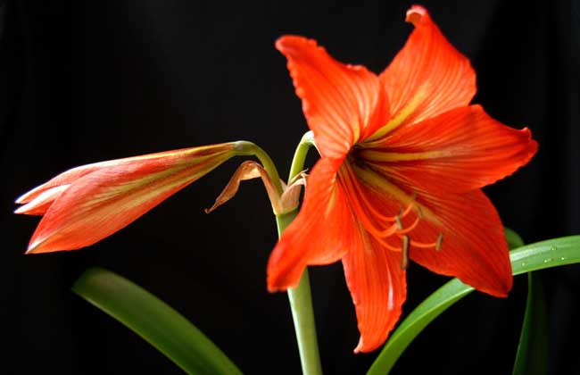 盆栽朱顶红怎么养?