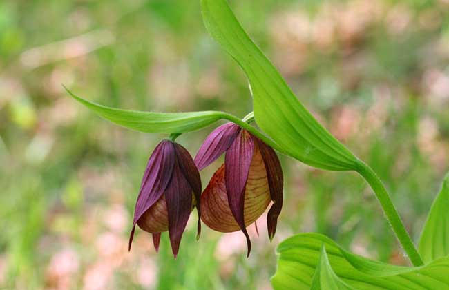 杓兰的养殖方法