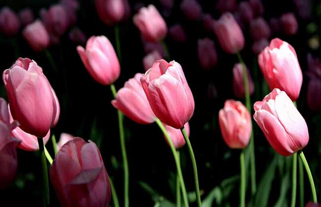 盆栽郁金香怎么养?