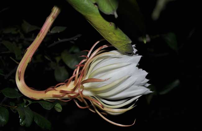 盆栽昙花怎么养才好?