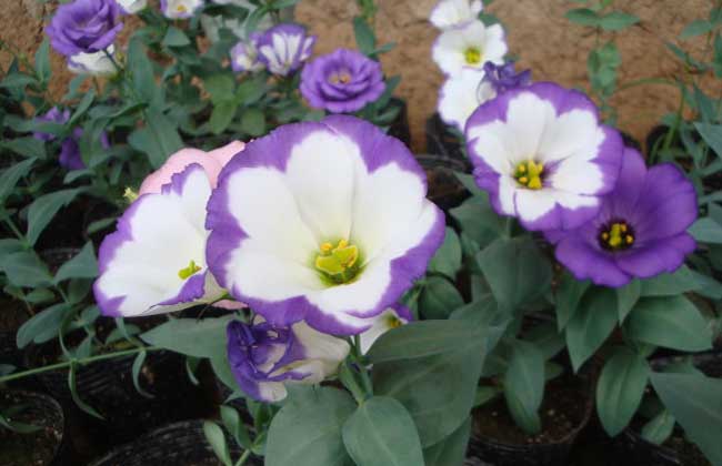 洋桔梗种子怎么种?