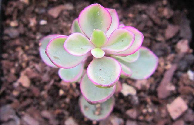 盆栽雅乐之舞怎么养?