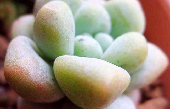 多肉植物天使之泪怎么养?