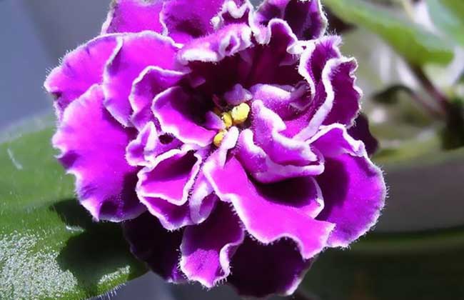 盆栽紫罗兰怎么养?