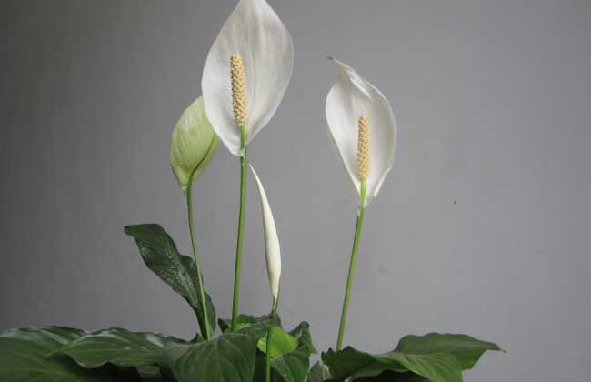 盆栽一帆风顺怎么养?