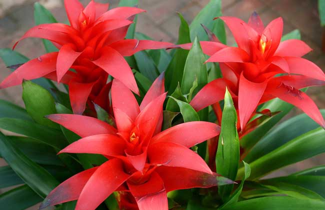 盆栽鸿运当头怎么养?