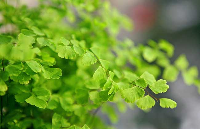 盆栽铁线蕨怎么养?