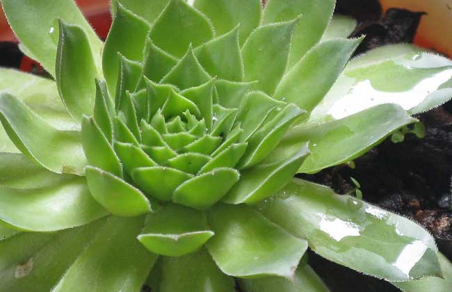 盆栽观音莲怎么养?