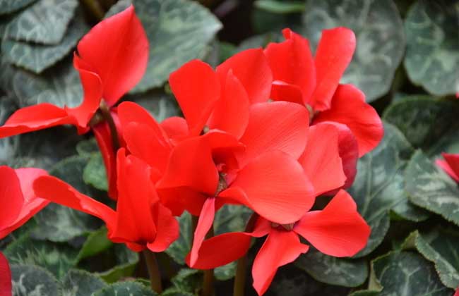 盆栽仙客来怎么养?