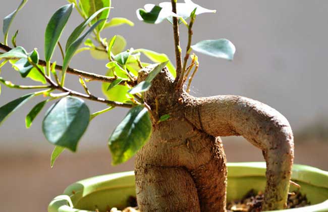 盆栽人参榕怎么养?