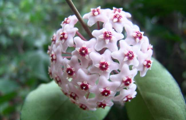 盆栽球兰怎么养才好?