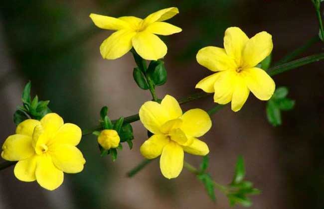 盆栽迎春花怎么养?