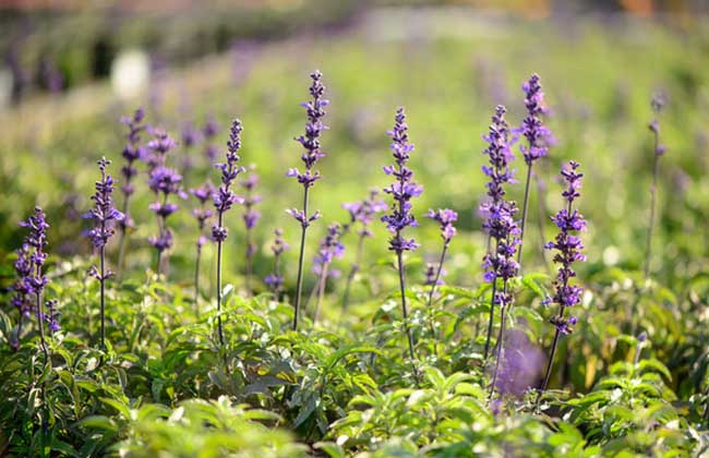 盆栽薰衣草怎么养?
