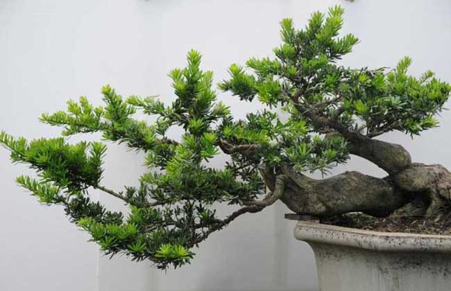 盆栽罗汉松怎么养?