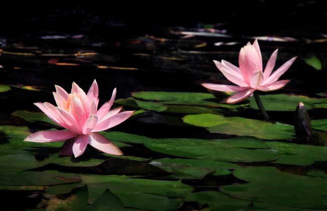 睡莲种子怎么种?