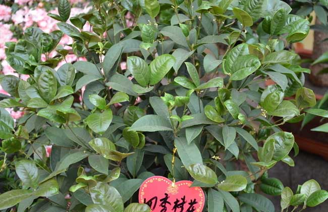 盆栽四季桂怎么养?