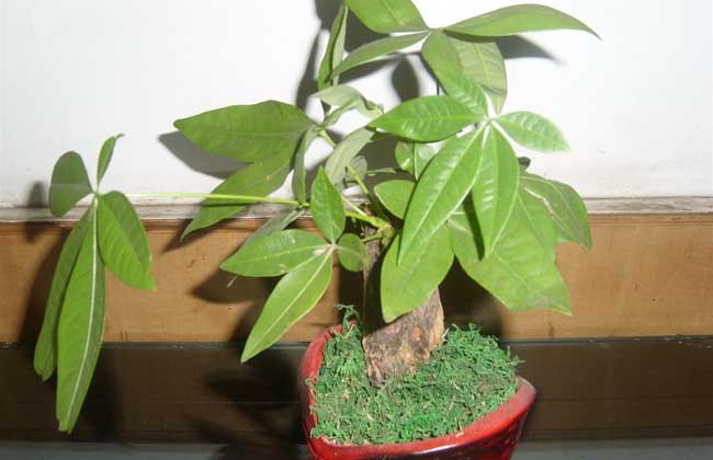 盆栽发财树怎么养?