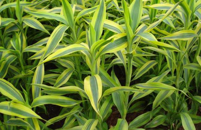 盆栽富贵竹怎么养?