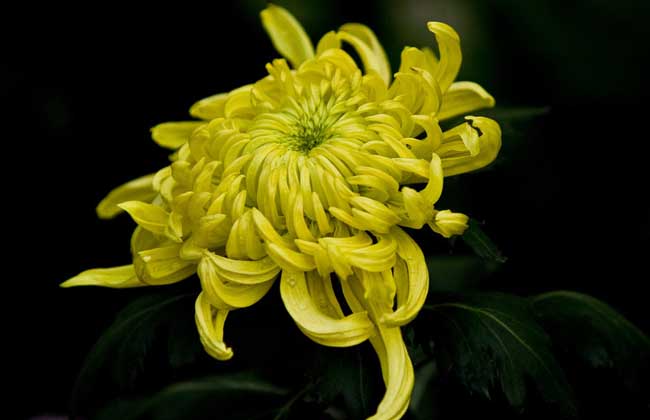 盆栽菊花怎么养才好?