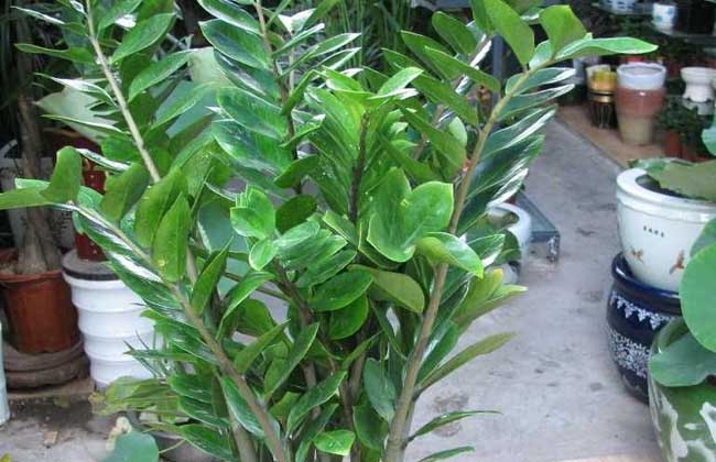 盆栽金钱树怎么养?