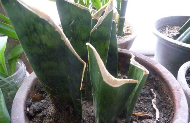 盆栽虎皮兰怎么养?