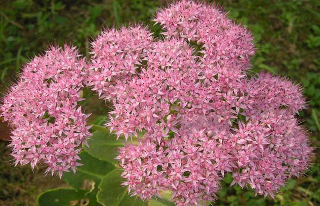 盆栽八宝景天怎么养?