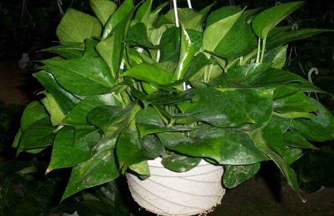 盆栽绿萝吊兰怎么养?