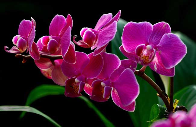 蝴蝶兰什么时候开花?