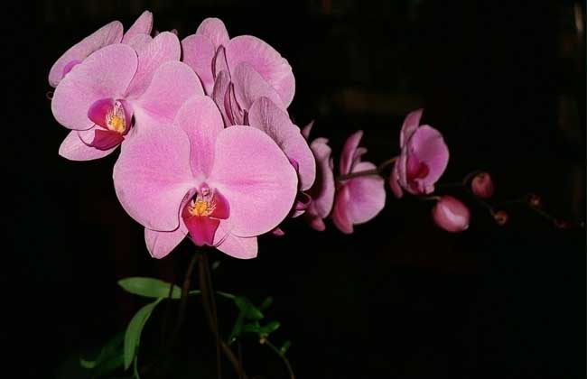 盆栽蝴蝶兰怎么养?