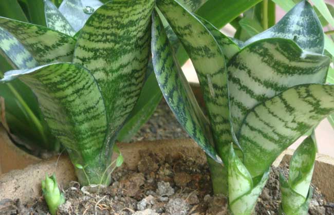 虎皮兰叶子变软怎么办?