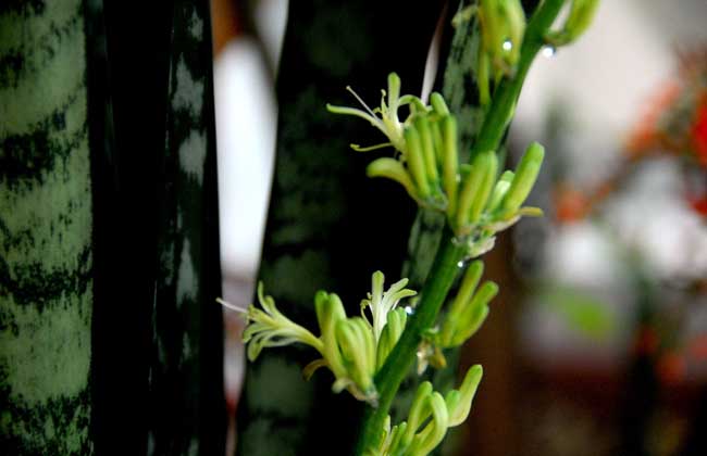 虎皮兰烂根怎么办?