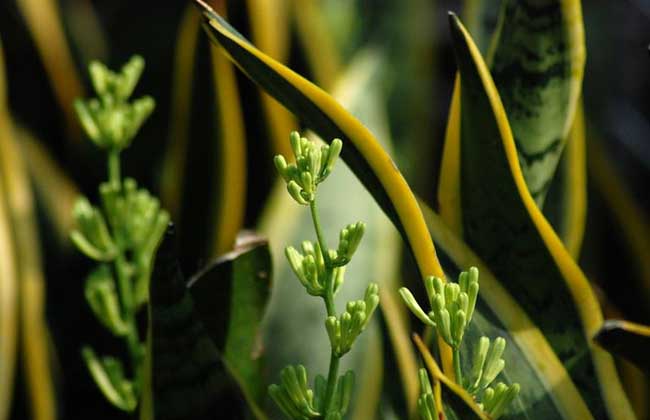 虎皮兰叶子发黄怎么办?